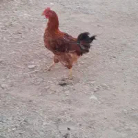 خروس|حیوانات مزرعه|بروجرد, |دیوار