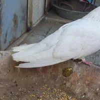 سفید چشم سفید