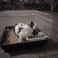 واگذاری خرگوش به همراه لوازم