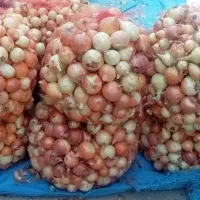 فروش ۲۰۰ ۳۰۰کیلو پیاز درجه یک|عمده‌فروشی|اسدآباد, |دیوار