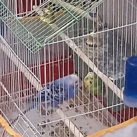 فروش یک جفت مرغ عشق به همراه قفس نو