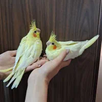 جوجه عروس هلندی لوتینو سرلاکی و دستی