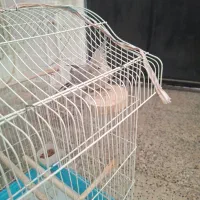 یه دونه نر سه تا ماده