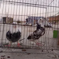 کبوتر|پرنده|ماهنشان, |دیوار