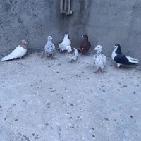 کبوتر 7 عدد