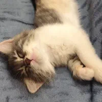 واگذاری گربه نژاد DLH شناسنامه دار