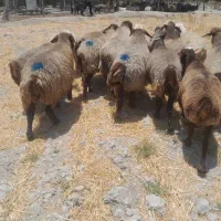 فروش ۱۴ راس میش ترکی داشتی و بز