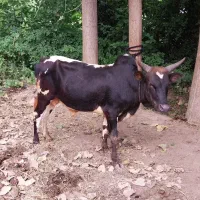 ورزا کوله چالوسی خوشکل