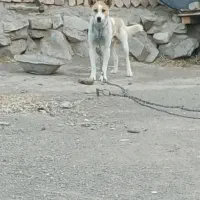 سگ پاکوتاه نر