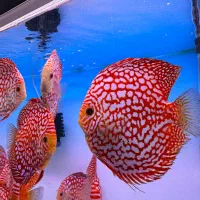 تهران دیسکس فروش دیسکس و تجهیزات اکواریوم پلنت