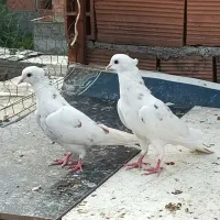 کبوتر پرشی|پرنده|ساری, |دیوار