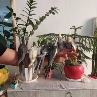 عروس هلندی دستی