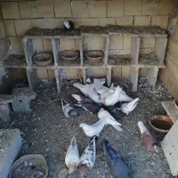 کبوتر|پرنده|کلاشی, |دیوار