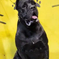 شرکت سگهای گارد البرز (پرورش تخصصی چند نژاد)