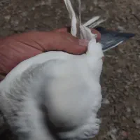 کبوتر|پرنده|قرچک, داوود آباد|دیوار