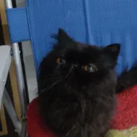 حیوان خانگی|گربه|مراغه, |دیوار