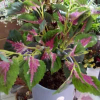 انواع گل های  طبیعی و مصنوعی  در گلکده فلورا|گل و گیاه طبیعی|مهاجران, |دیوار