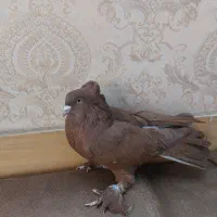 کبوتر راعبی سرخ نر . کفتر کاکلی پاپر تزئینی|پرنده|تهران, مینای جنوبی|دیوار
