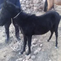 مادیون|اسب و تجهیزات اسب‌سواری|کوهمره, |دیوار