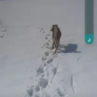 سگ گله|سگ|صوفیان, |دیوار