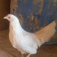 مرغ وخروس فونیکس