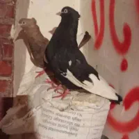 کبوتر گمشده سینه ای کبوتر|حیوانات|اهواز, سخیریه|دیوار