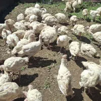 جوجه بوقلمون دوماهه