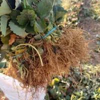 نشا توت فرنگی