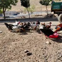 جوجه مرغ و خروس|حیوانات مزرعه|کرمانشاه, |دیوار