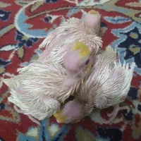 جوجه سرلاکی عروس هلندی لوتینو
