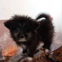 واگذاری هاپو ناز|سگ|گلبهار, شهر جدید گلبهار|دیوار