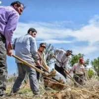 کارگر انگور چین لوبیا چین و  تمام کارهای کشاورزی