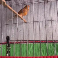 جفت‌ گلستر