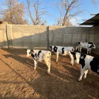 فروش گوساله قط شیر