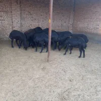 میش قزل افشار اصل