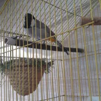 قناری درجه یک سخنگو شوش