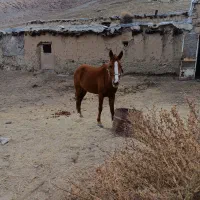 اسب|اسب و تجهیزات اسب‌سواری|مشهد, موسوی قوچانی|دیوار