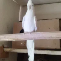 فروش و معاوظه ماده البینو، البینو دوکت