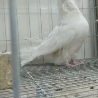 کبوتر نوکقنار