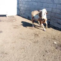 سلام دوستان تکه داشتی اگر کسی خواست در خدمتیم