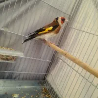 سره چهار گل|پرنده|ری, علایین|دیوار