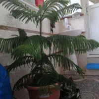 گل مطبخ طبیعی