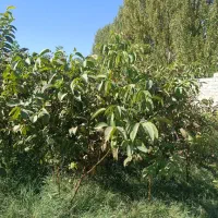 فروش نهـالــهای پـربار|خدمات باغبانی و درختکاری|سنندج, |دیوار