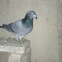 کبوتر مسافتی