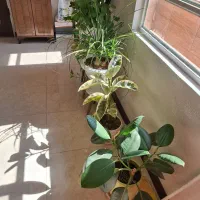 گل و گیاه خانگی