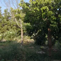 باغ در منطقه زیبادشت محمدشهر|فروش زمین و ملک کلنگی|محمدشهر, زیبادشت|دیوار