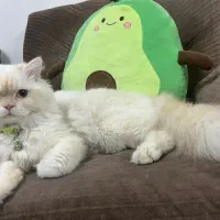 گربه پرشین اصیل