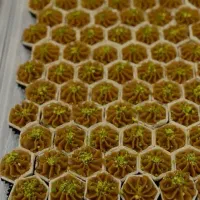 سفارش حلوا خرما فینگرفود وکیک خانگی