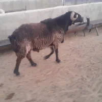 قوچ داشتی|حیوانات مزرعه|شیراز, علی آباد|دیوار