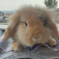 خرگوش لوپ اصیل ماده